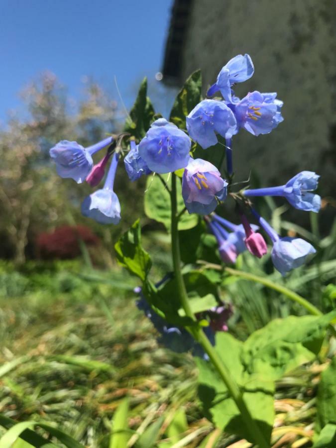 Wild Wisteria Bed & Breakfast Chadds Ford Exterior foto
