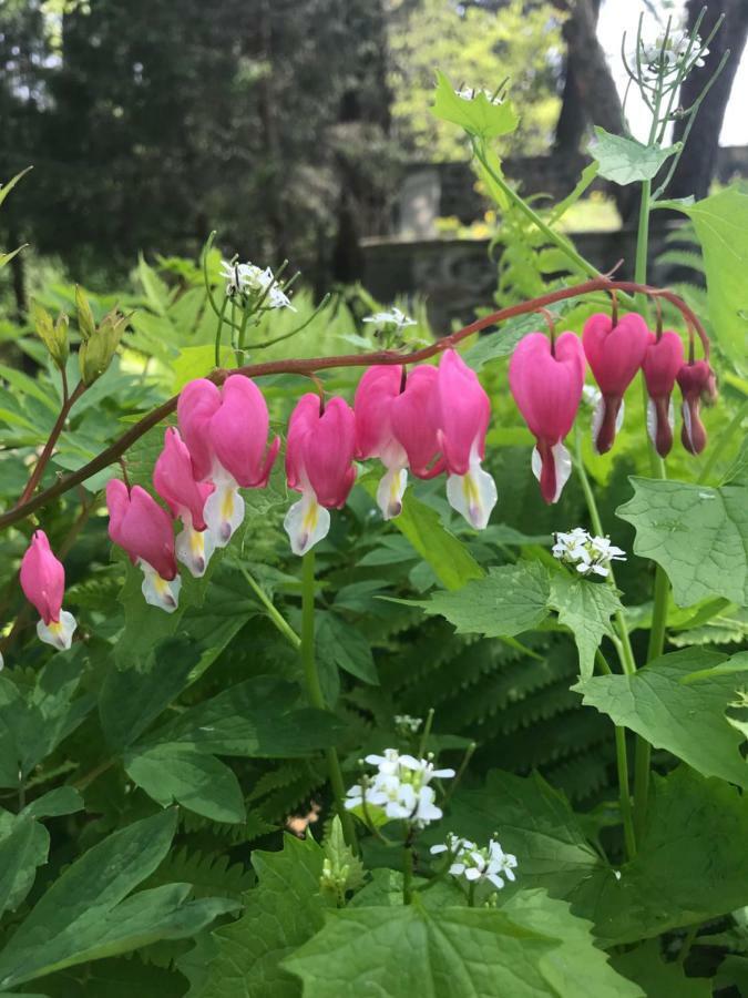 Wild Wisteria Bed & Breakfast Chadds Ford Exterior foto