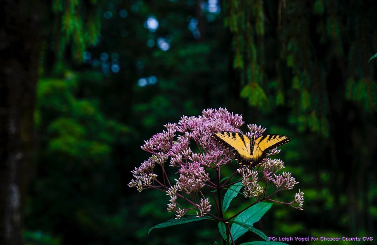 Wild Wisteria Bed & Breakfast Chadds Ford Exterior foto
